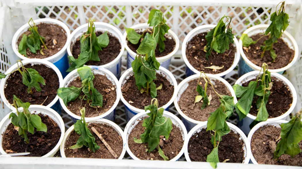 Hartowanie pomidorów – etap, który wiele osób pomija, a potem traci sadzonki