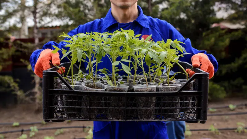 Hartowanie pomidorów