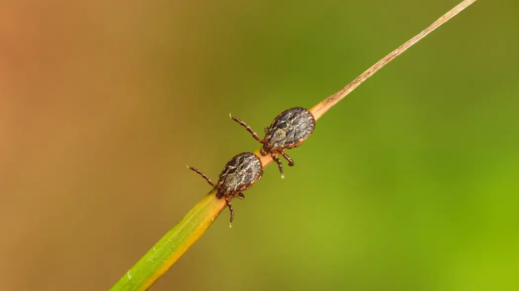 Kleszcze już są w ogrodach. Gdzie czają się najczęściej i jak ograniczyć ryzyko