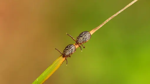 Kleszcze już są w ogrodach. Gdzie czają się najczęściej i jak ograniczyć ryzyko