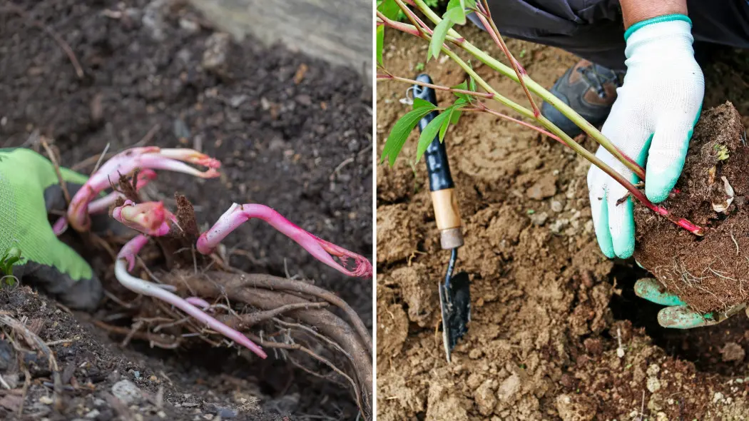 Sadzenie piwonii wiosną