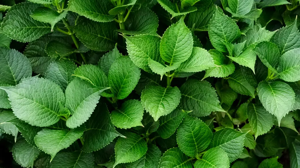 Hortensja ma tylko liście i ani jednego kwiatu? To może być błąd w nawożeniu