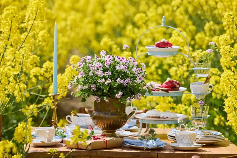 łąkowy klimat z pelargoniami