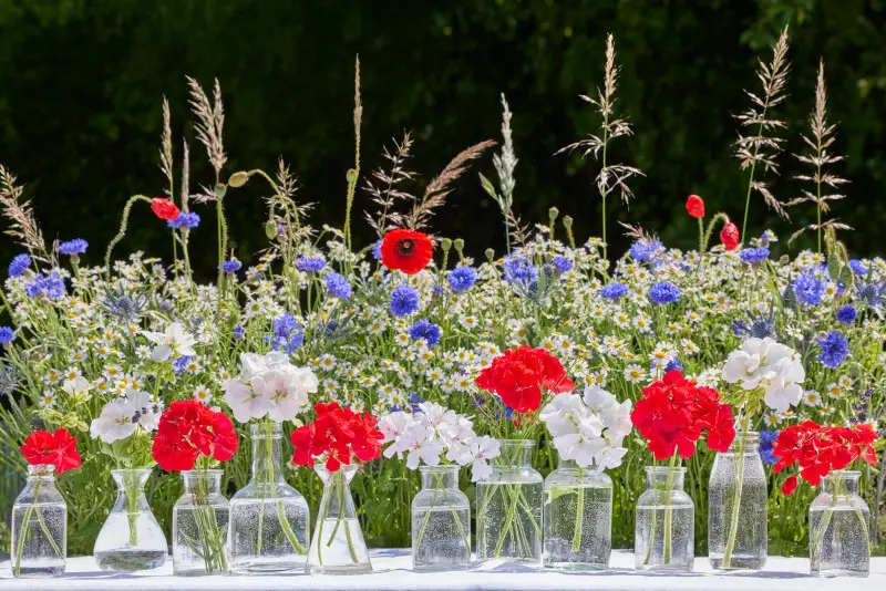  czerwone i białe pelargonie w prostych, szklanych wazonach