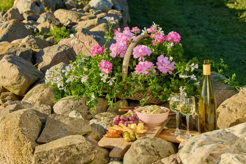 Miejsce na piknik z pelargoniami