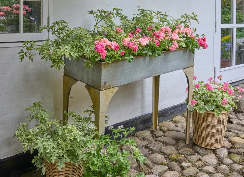 Pelargonie w donicach ustawione na schodach to uroczy i prosty sposób na ożywienie domu