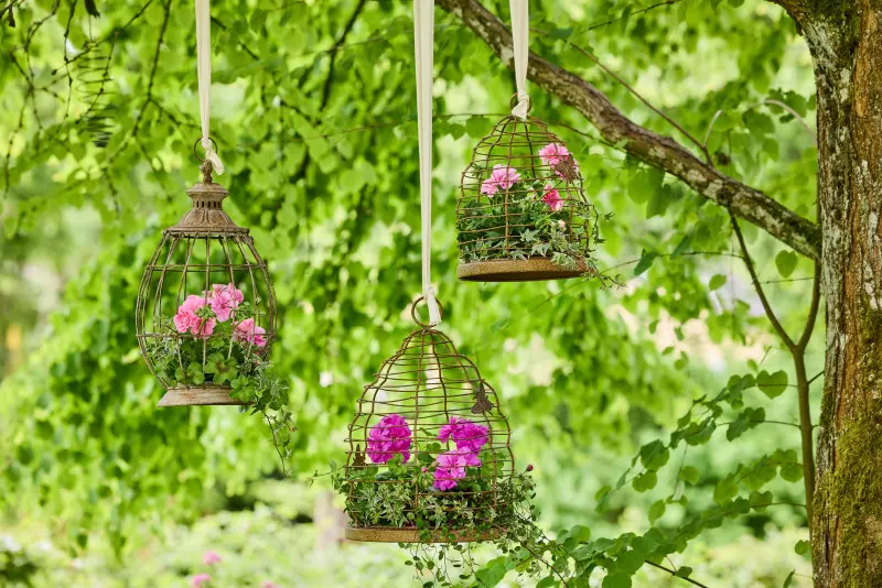 Pelargonie w starych klatkach dla ptaków w stylu vintage