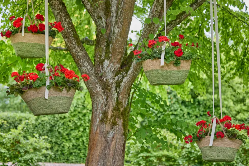 Pelargonie w koszach shabby-chic