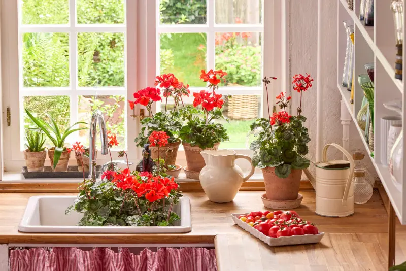 Pelargonie wnoszą też odrobinę wiejskiego klimatu do wnętrza domu