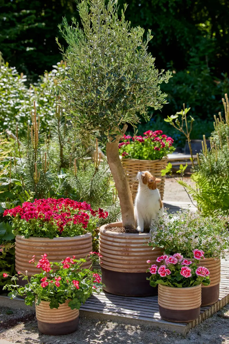 Pelargonie i drzewko oliwne