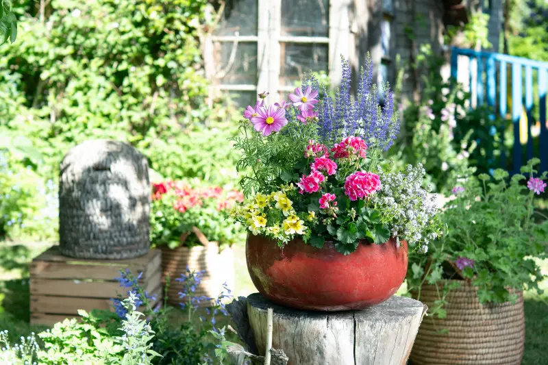 Pelargonie – wszechstronne i pełne barw w ogrodzie inspirowanym naturą