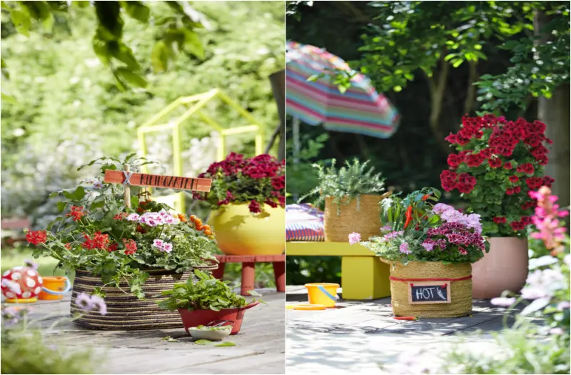 Pelargonie w śródziemnomorskim stylu