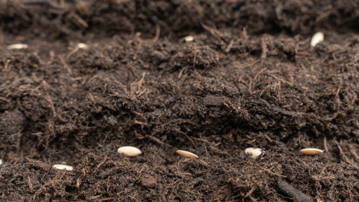 Siew ogórków do gruntu. Jak i kiedy to zrobić? O błąd nie trudno