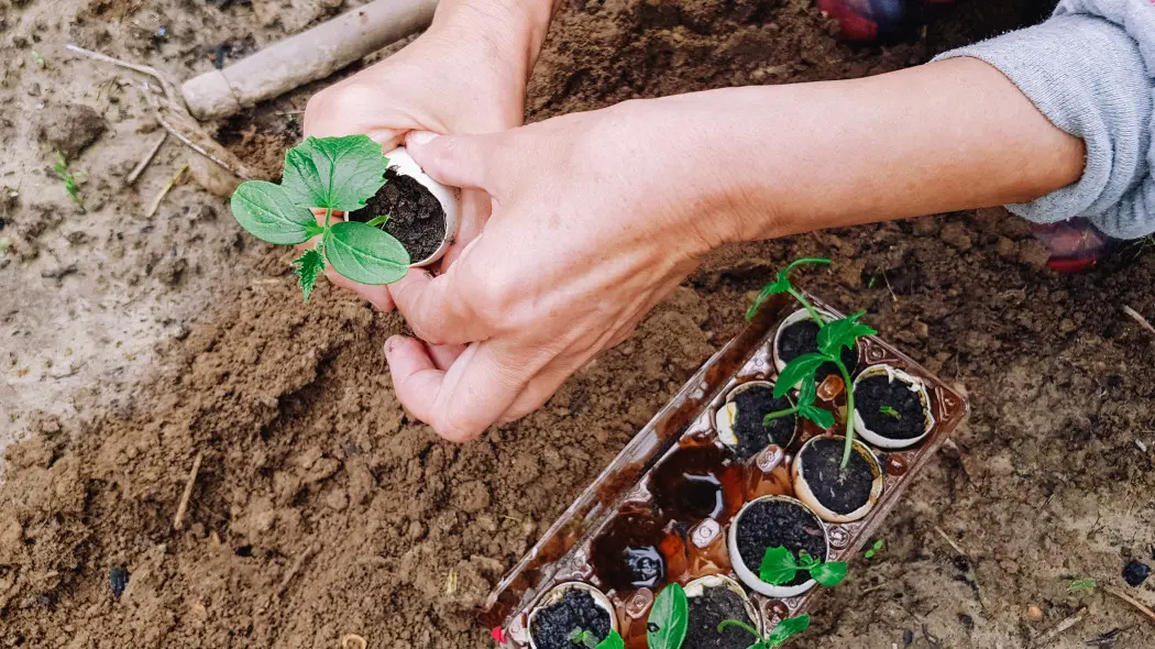 Zbieram skorupki i sieję do nich ogórki. To najlepsze ekologiczne doniczki i nawóz w jednym