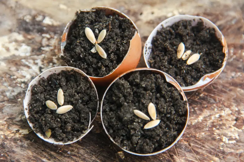 Skorupki jajek sprawdzają się jako naturalne doniczki do rozsady ogórków
