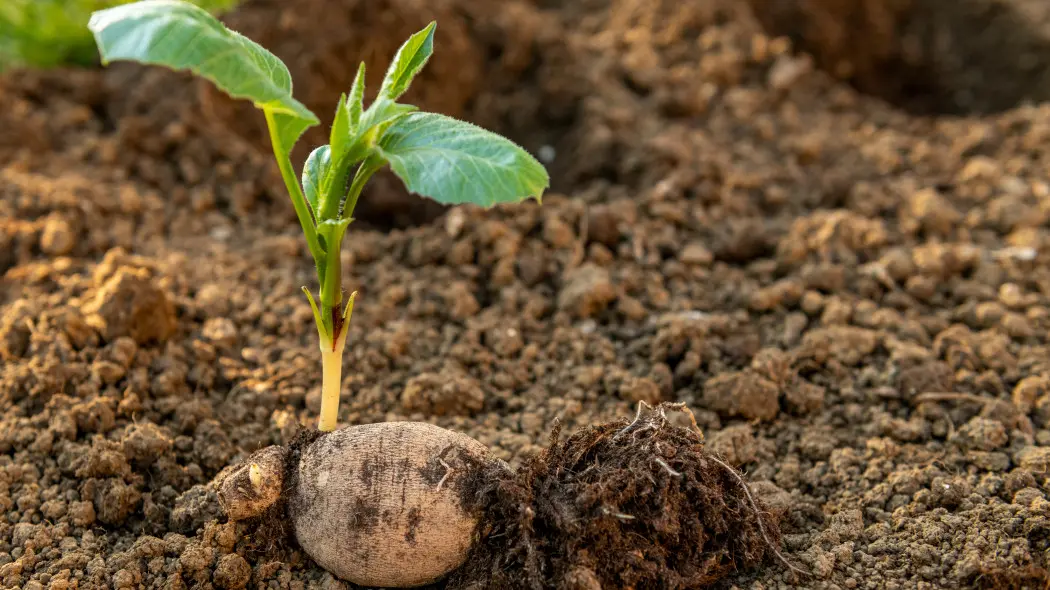 Najczęstsze błędy przy sadzeniu dalii – tu najłatwiej stracić całe kwitnienie