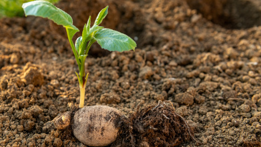 Co warto wiedzieć przed sadzeniem dalii? 1 błąd i nie zakwitnie