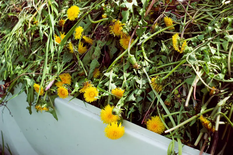 Gnojówka z mleczy to prosty, darmowy i skuteczny sposób na wzmocnienie roślin w ogrodzie