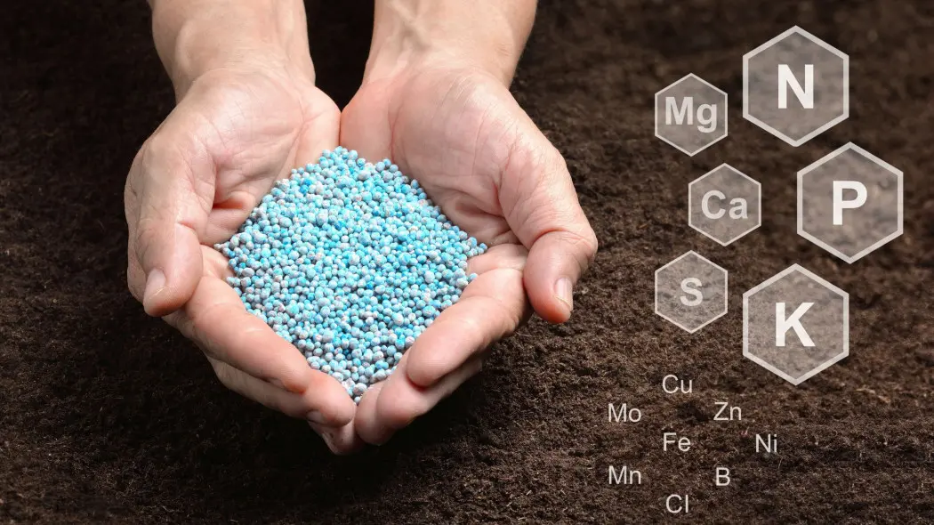 Nawożenie od wiosny do jesieni. Jak? Czym? Kiedy?