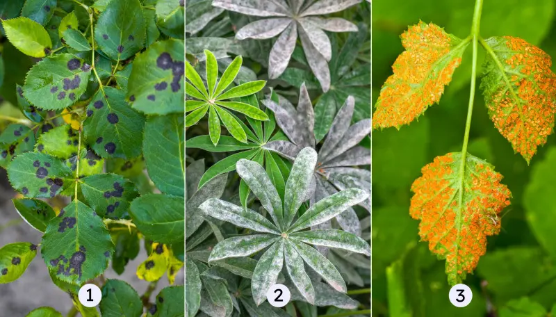 Mączniak, rdza i plamistość – jak pozbyć się ich bez chemii