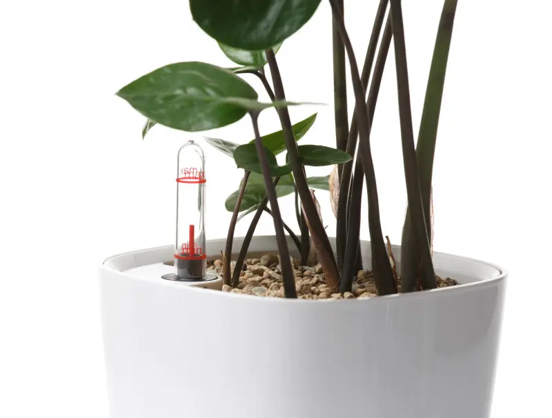 Mniej znaczy lepiej. Częste podlewanie zabija zamiokulkasa powoli