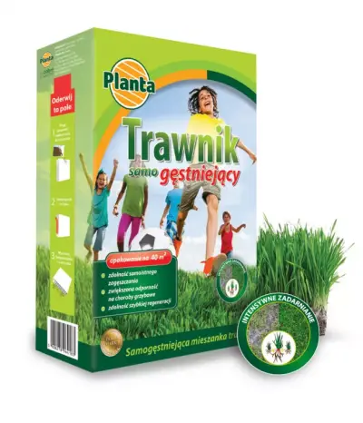 Trawa Trawnik samo gęstniejący