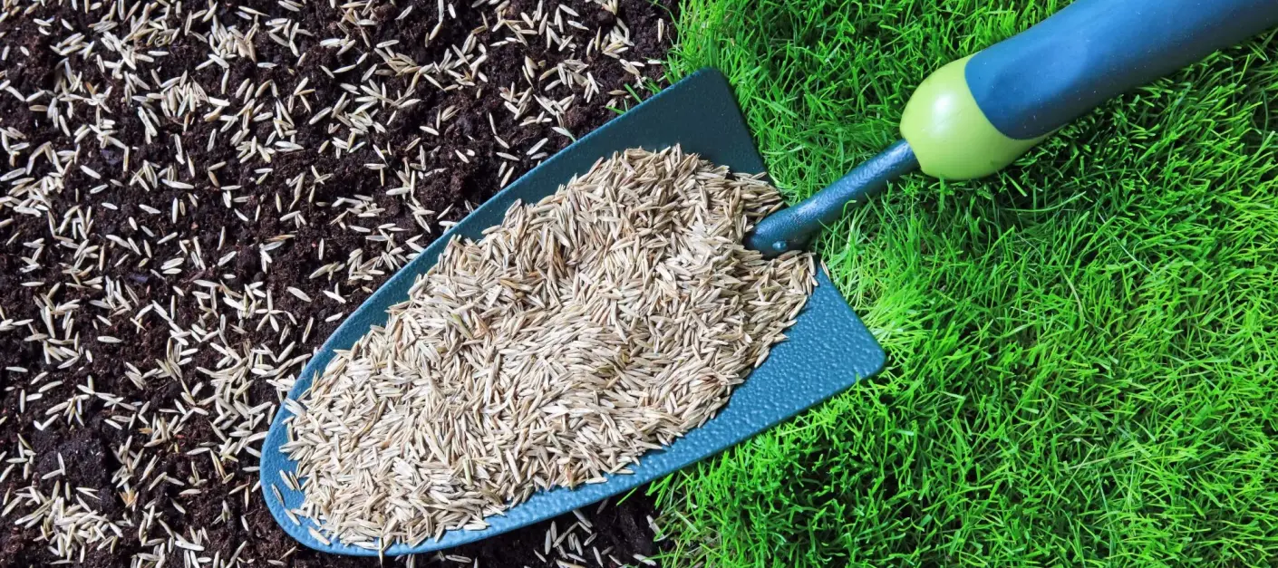 Jaka jest najlepsza mieszanka na trawnik? To zależy – sprawdź, co wybrać do swojego ogrodu