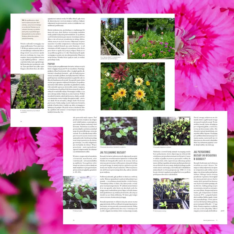 Anna Danicka Ogród pełen kwiatów