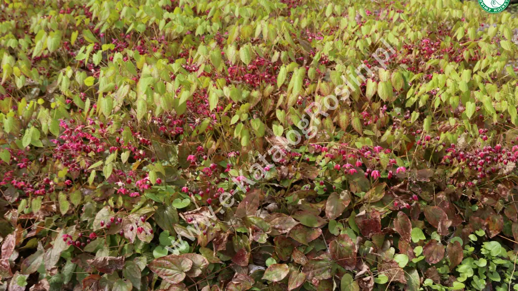 Epimedium czerwone (Epimedium ×rubrum)