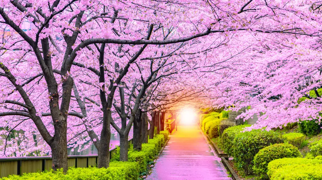 Ten widok znika w kilka dni. Czy wiesz, kiedy zakwitają wiśnie?