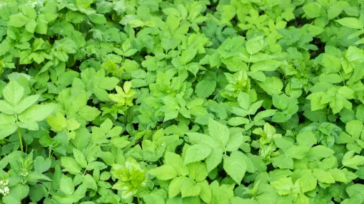 Wygląda niewinnie, ale szybko opanuje cały ogród. Będziesz z nim walczyć latami