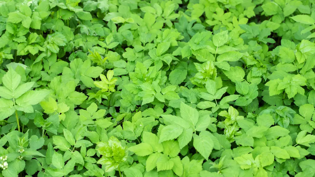 Wygląda niewinnie, ale szybko opanuje cały ogród. Będziesz z nim walczyć latami