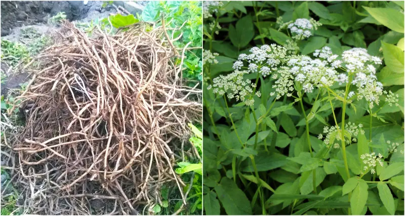 Podagrycznik - wygląd korzeni, pędów, liści i kwiatów