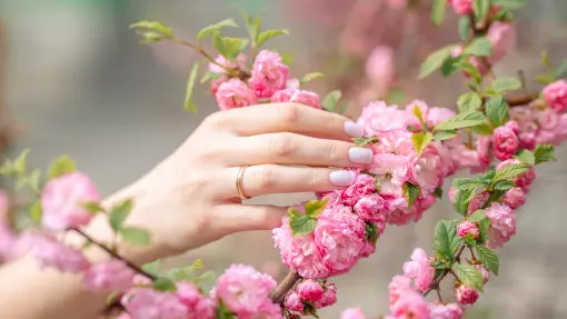 Dlaczego migdałek nie kwitnie? Tak pobudzisz migdałowca do kwitnienia