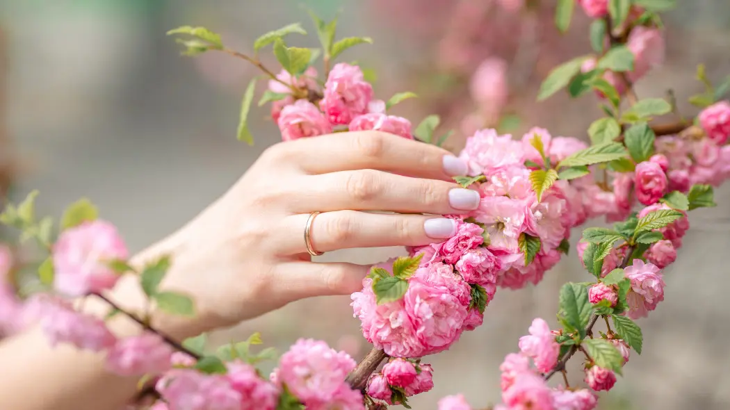 Dlaczego migdałek nie kwitnie? Tak pobudzisz migdałowca do kwitnienia