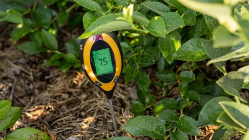 Jakiej ziemi nie lubi borówka? Jak to sprawdzić i poprawić?