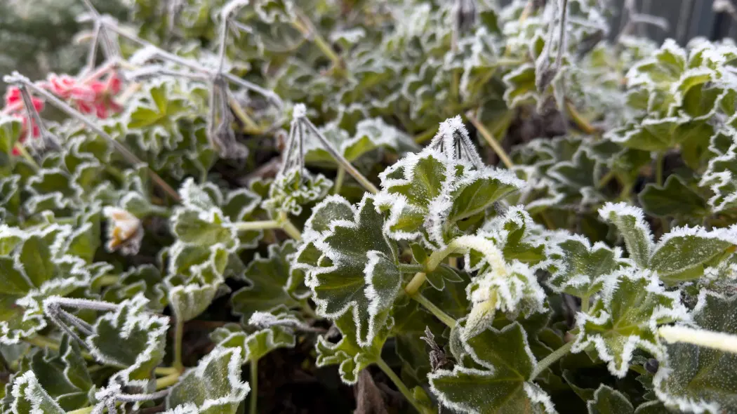 Jedna chłodna noc i po pelargonii