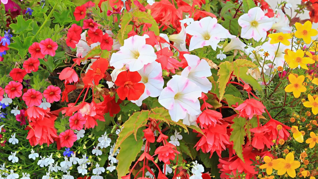 Nie tylko pelargonie! 10 mniej oczywistych kwiatów, które zrobią furorę na balkonie