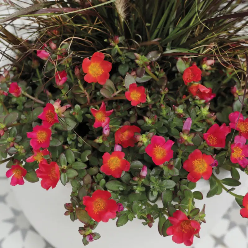 Portulaka zwisająca