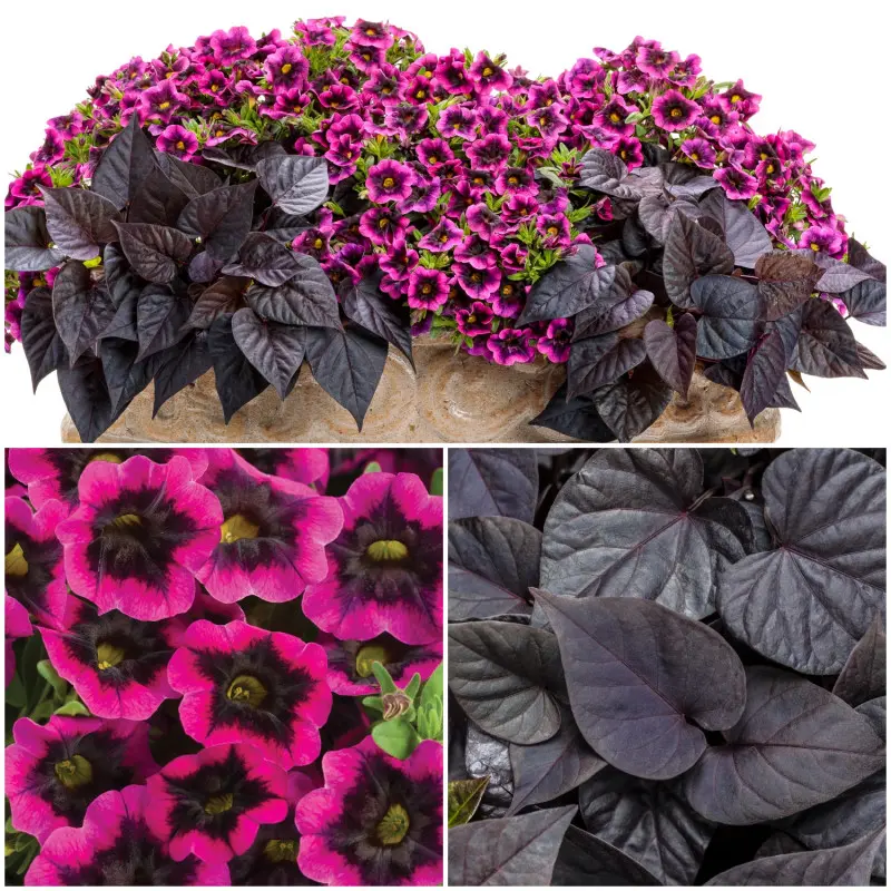 Calibrachoa i wilec ziemniaczany