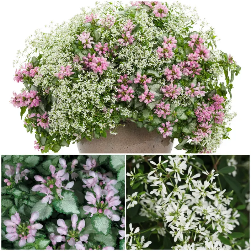 Jasnota i wilczomlecz