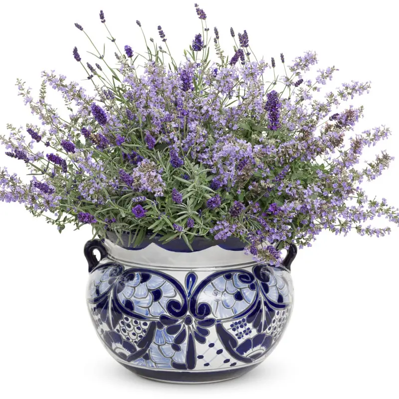 Lawenda i kocimiętka