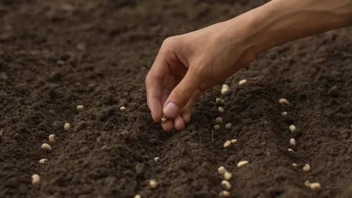 Siew warzyw do gruntu w maju. Szybko urosną i dadzą plon jeszcze w tym sezonie