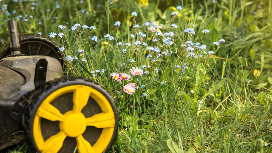 "No Mow May", czyli "Nie koś w maju" – modne hasło czy realna pomoc dla przyrody?