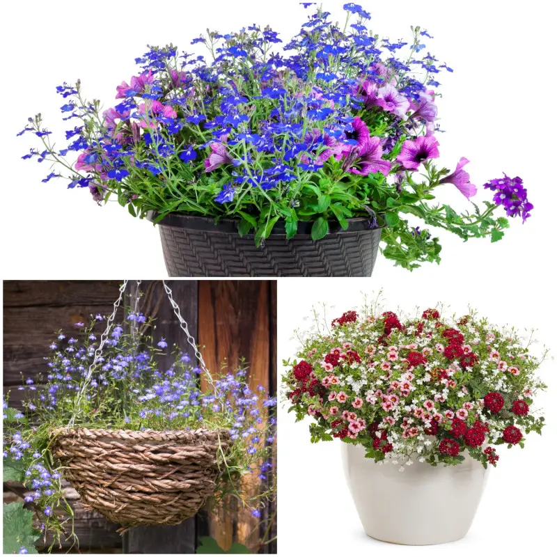 Lobelia