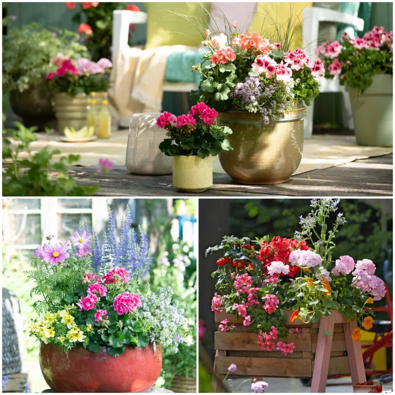 Pelargonie