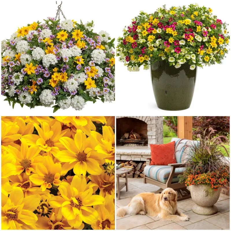 Bidens