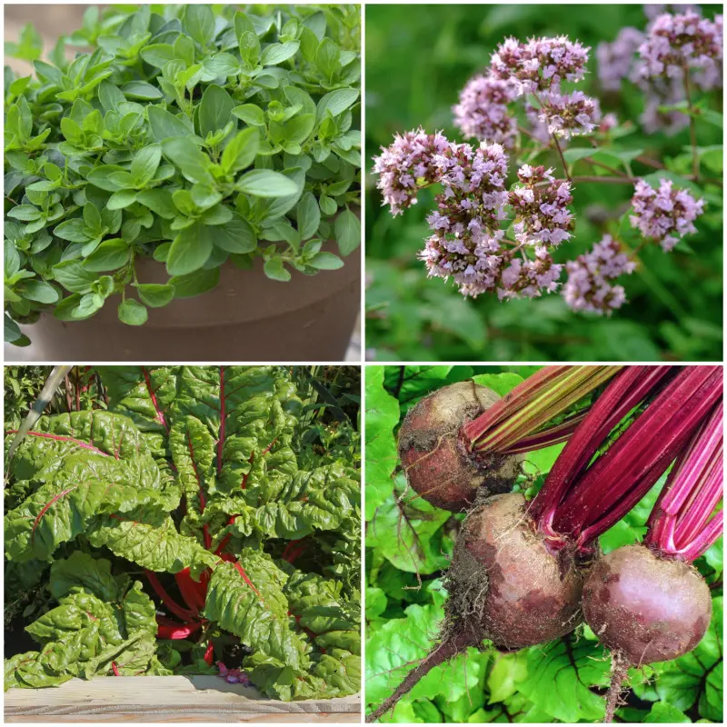 Buraki i lebiodka oregano