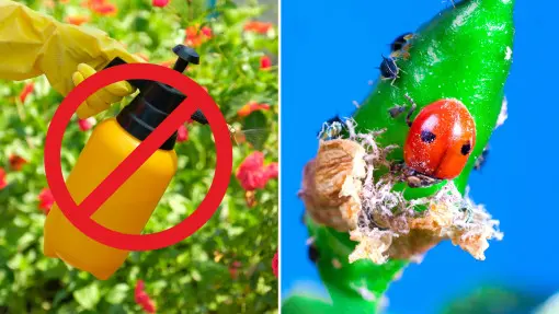 Jak zwalczyć mszyce bez oprysków? Zamów larwy biedronek