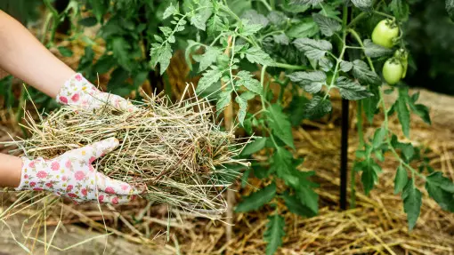 Ściółkuj grządki zaraz po sadzeniu. Mniej chwastów, więcej wilgoci